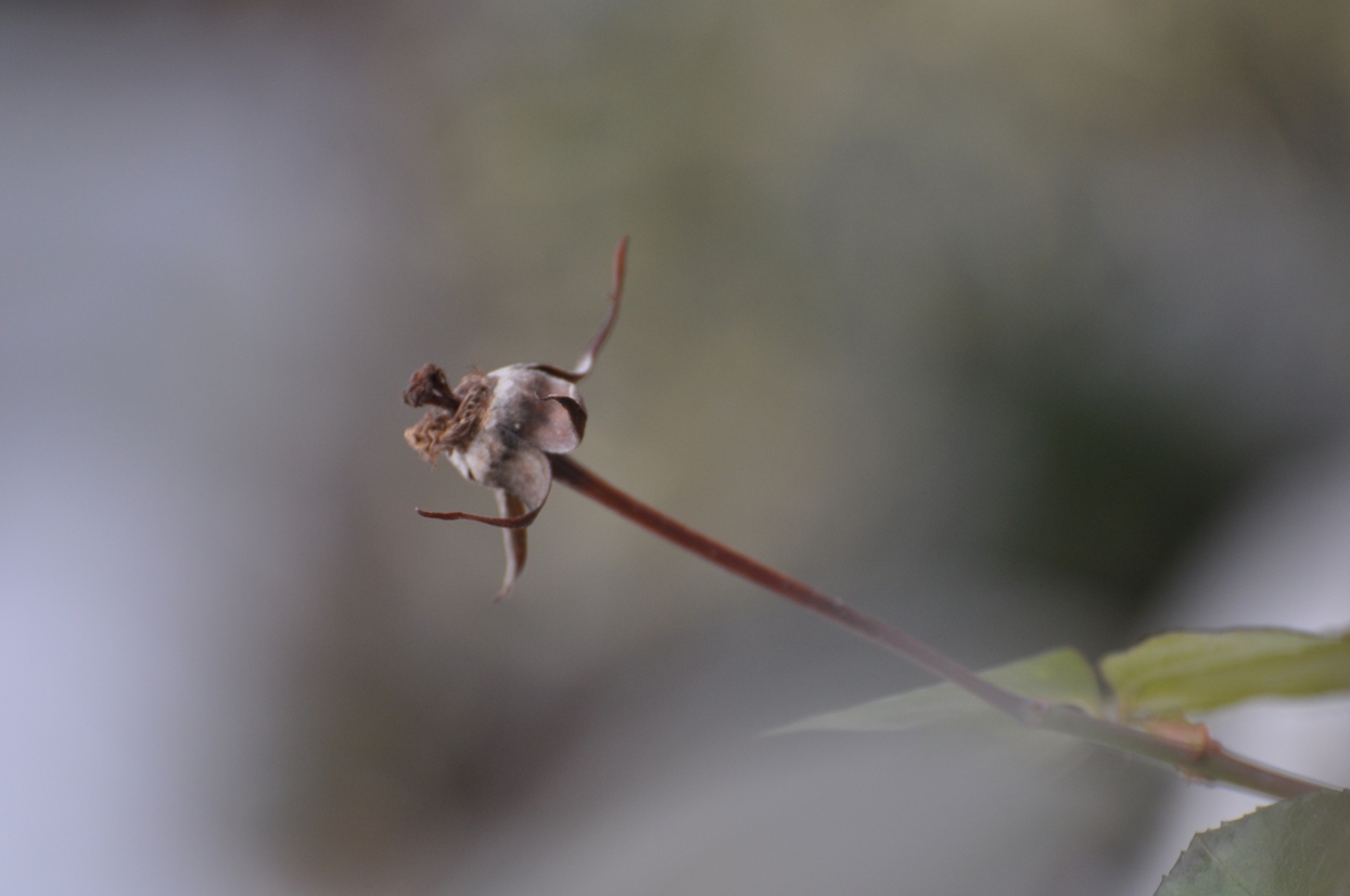 Die Frucht der Rose