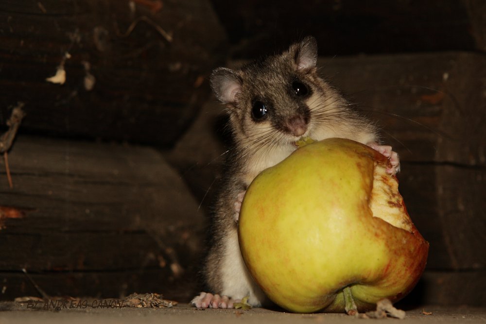 Die Frucht der Versuchung*