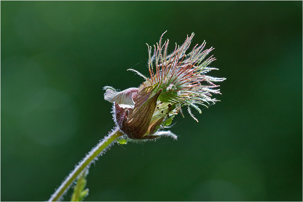 Die Frucht des Bachnelkenwurzes