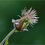 Die Frucht des Bachnelkenwurzes