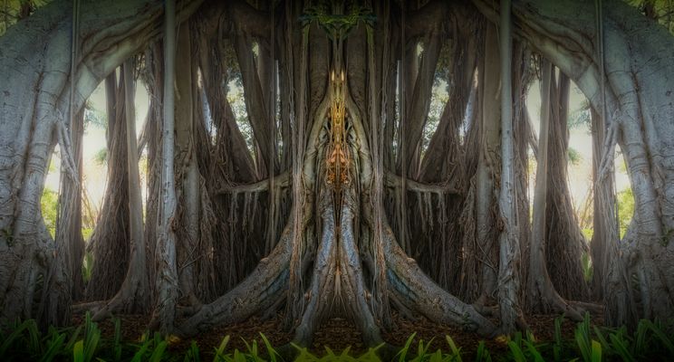 die frucht des feigenbaumes