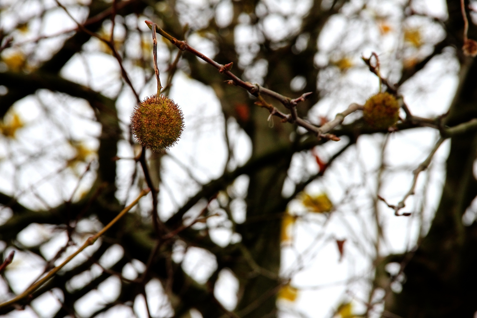 Die Frucht des Kastanienbaumes!