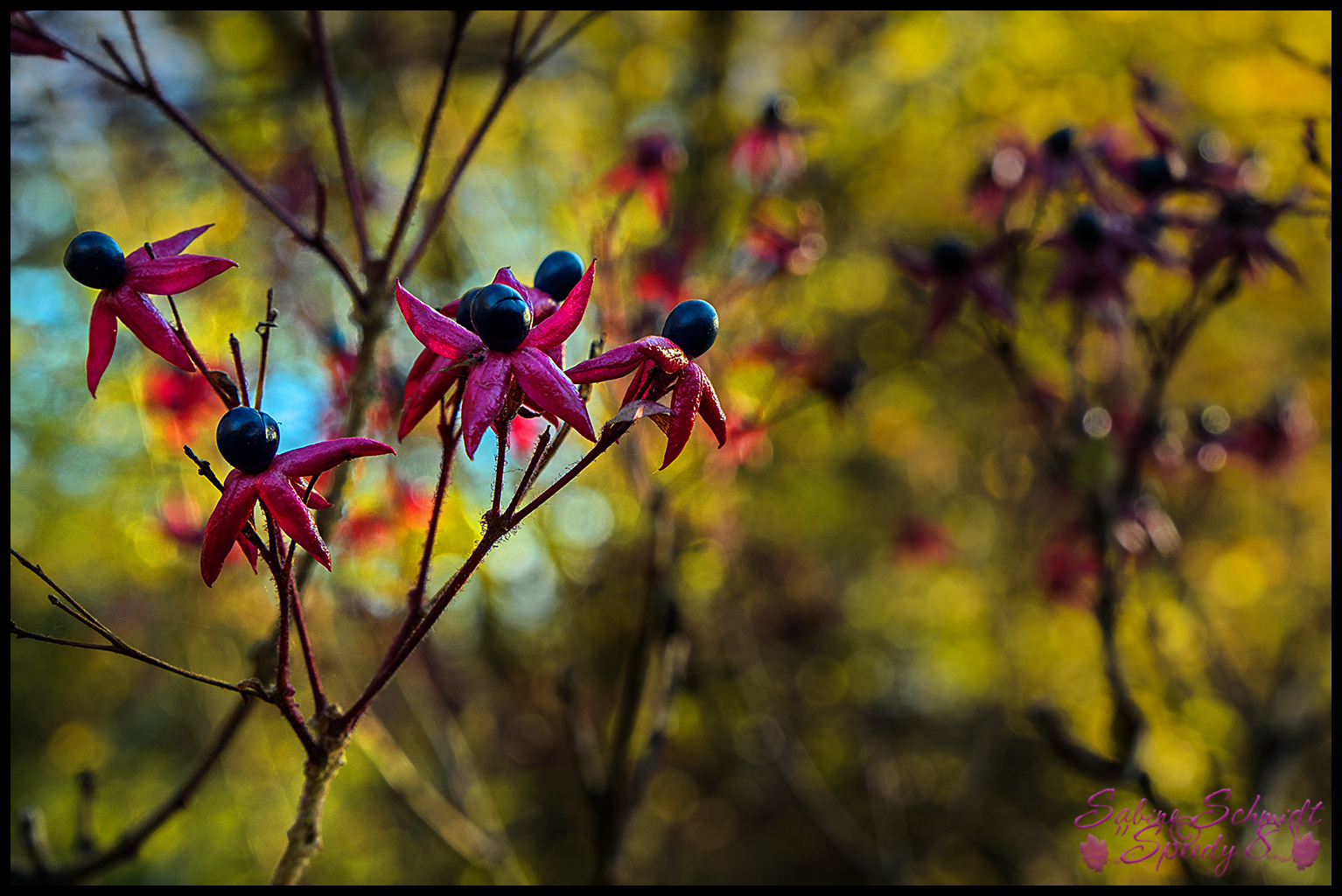 Die Frucht des Losbaumes