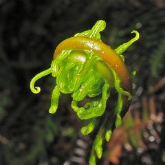 Die fruchtbaren Blätter des Rippenfarns (Blechnum spicant), die später an ihrer Unterseite . . .