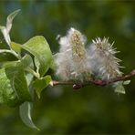 Die Fruchtstände der Weide