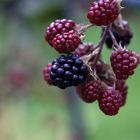 "Die Früchte aus Nachbars-Garten....