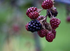 "Die Früchte aus Nachbars-Garten....