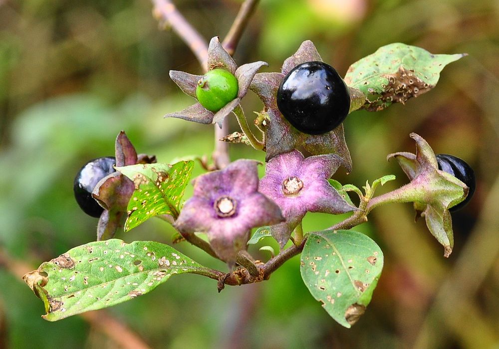 Die Früchte der Atropos (Atropa belladonna)