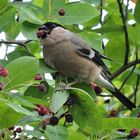 Die Früchte der Felsenbirne