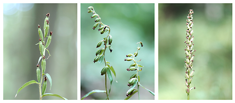 Die Früchte der Orchideen