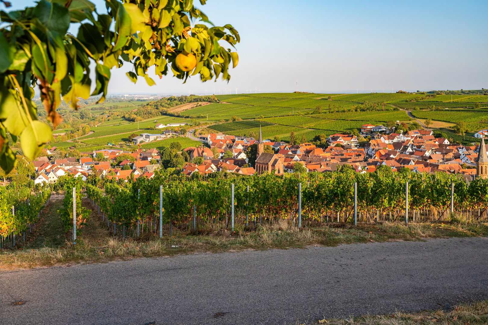 Die Früchte der Pfalz ....