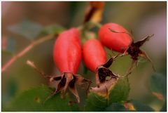 Die Früchte der Rose