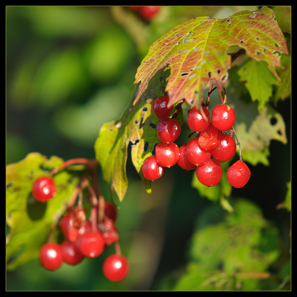 Die Früchte des Herbstes