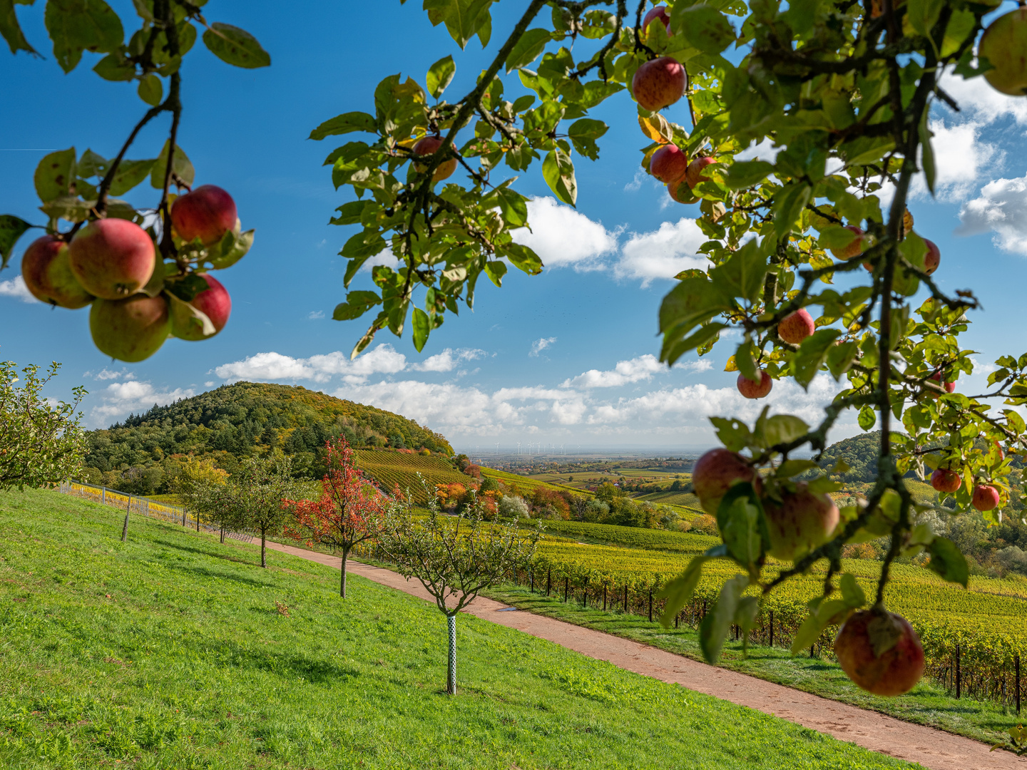 Die Früchte des Herbstes