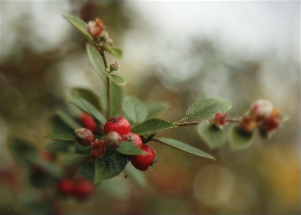 Die Früchte des Herbstes