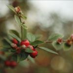 Die Früchte des Herbstes