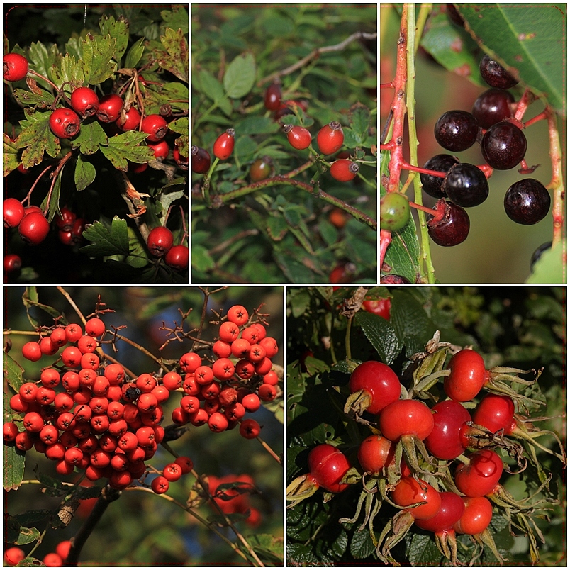 Die Früchte des Herbstes