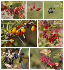 Die Früchte des Herbstes