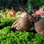 Die Früchte des Herbstes