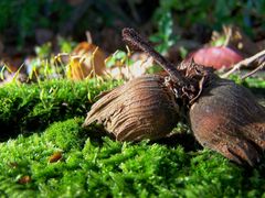 Die Früchte des Herbstes