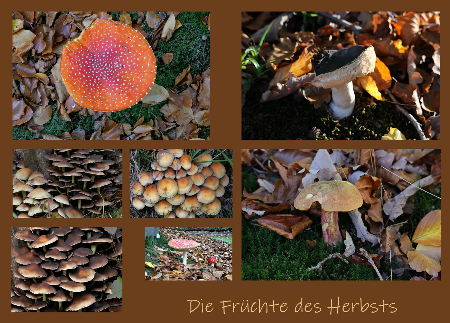 Die Früchte des Herbsts