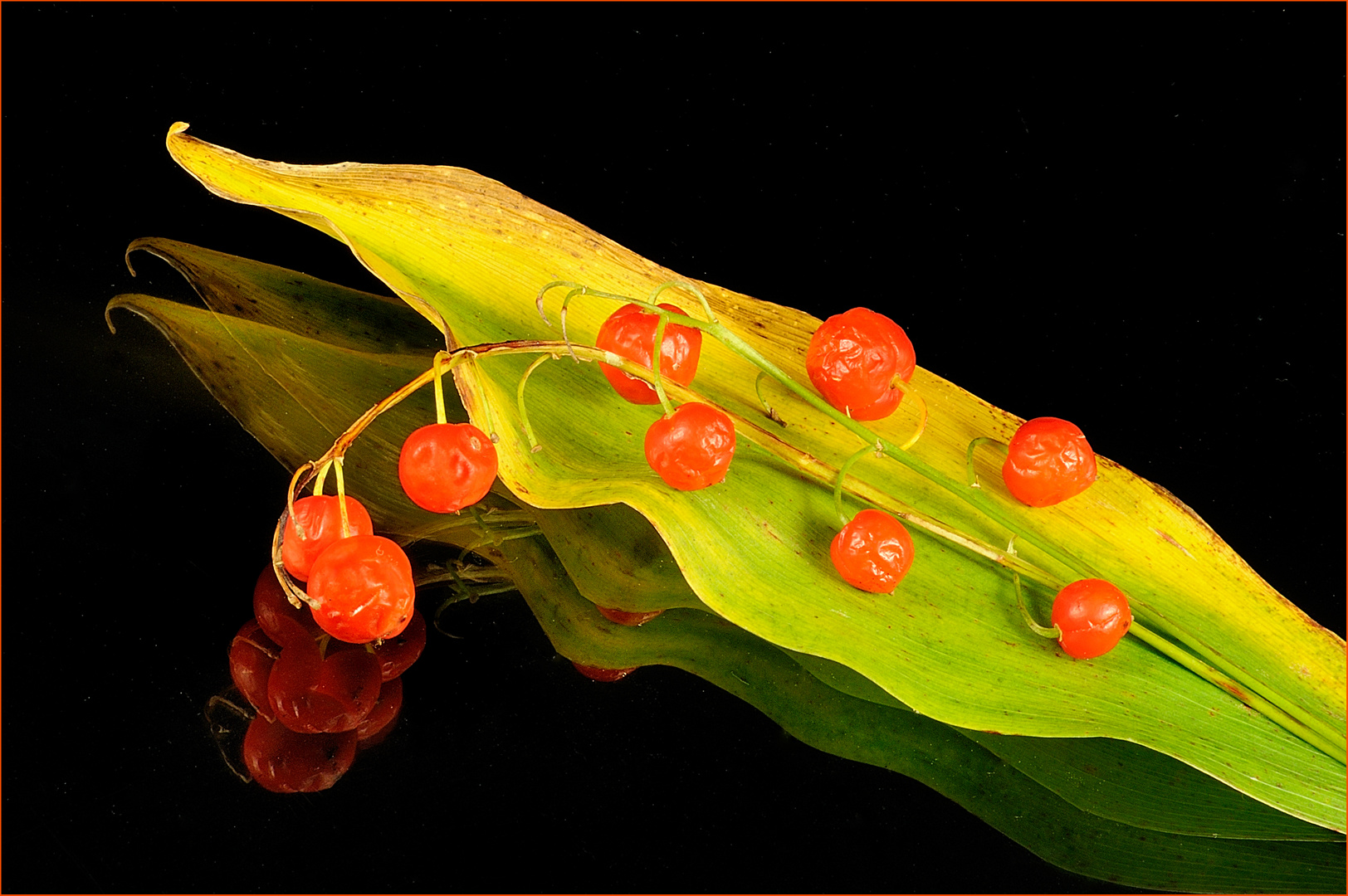 Die Früchte des Maiglöckchens Foto &amp; Bild | natur, nahaufnahme, früchte ...