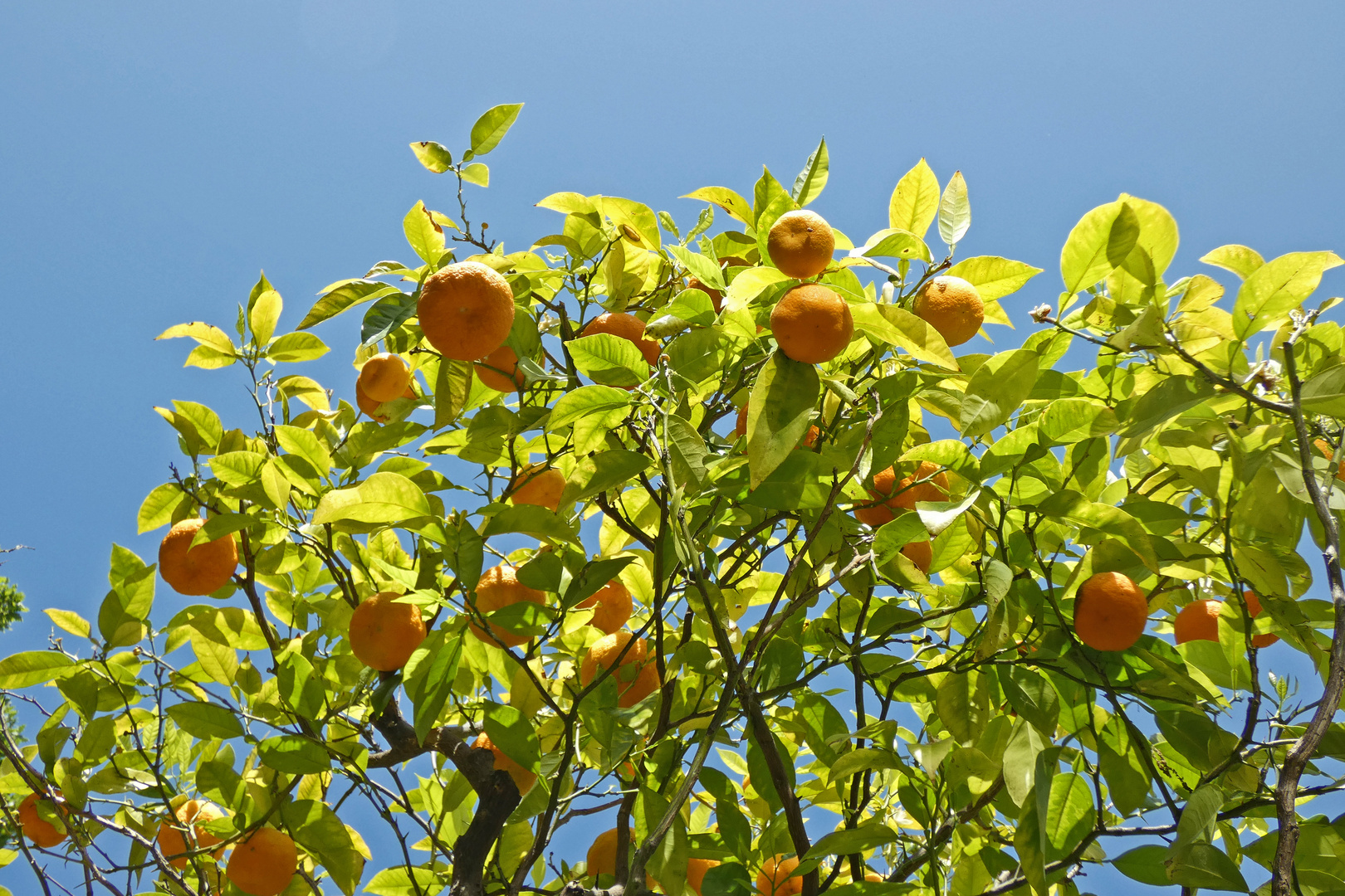 Die Früchte des Sommers...