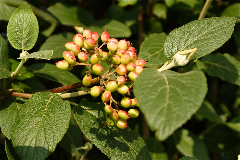 Die Früchte des Sommers