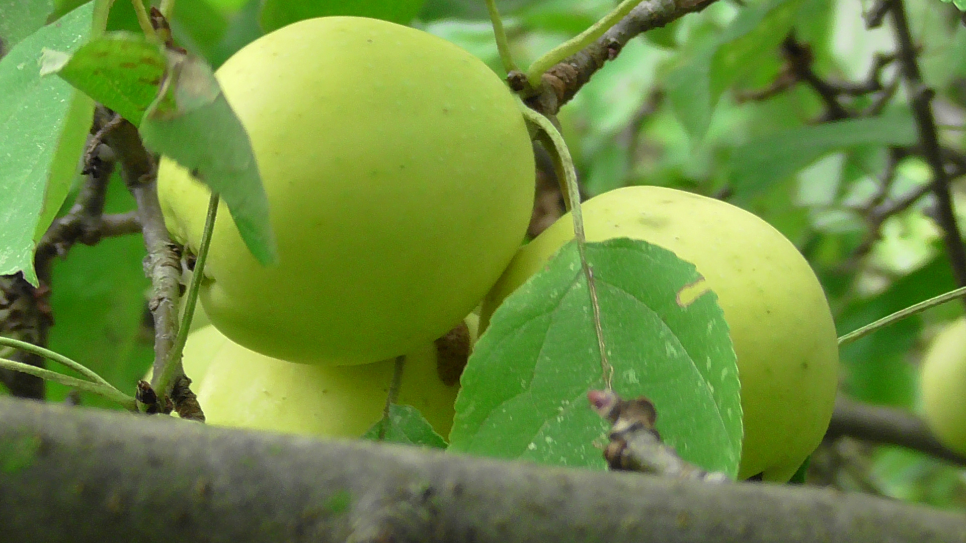 die Früchte des Waldes