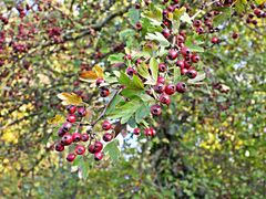 Die Früchte des Weißdorn