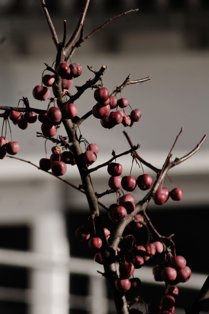 die Früchte des Winters