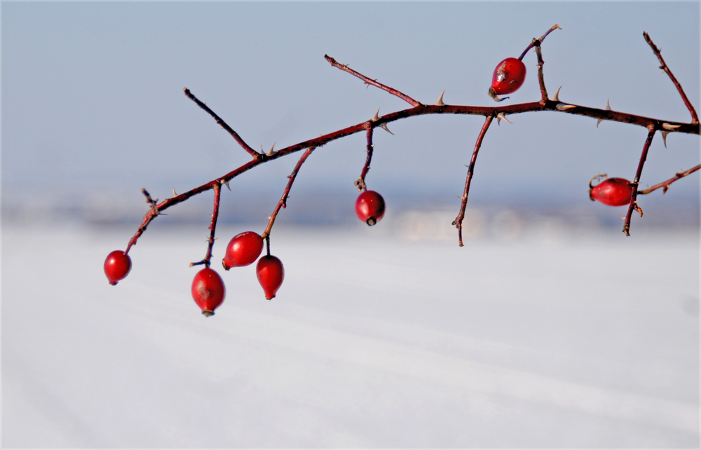 die Früchte im Winter