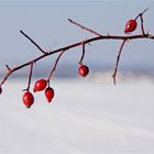 die Früchte im Winter