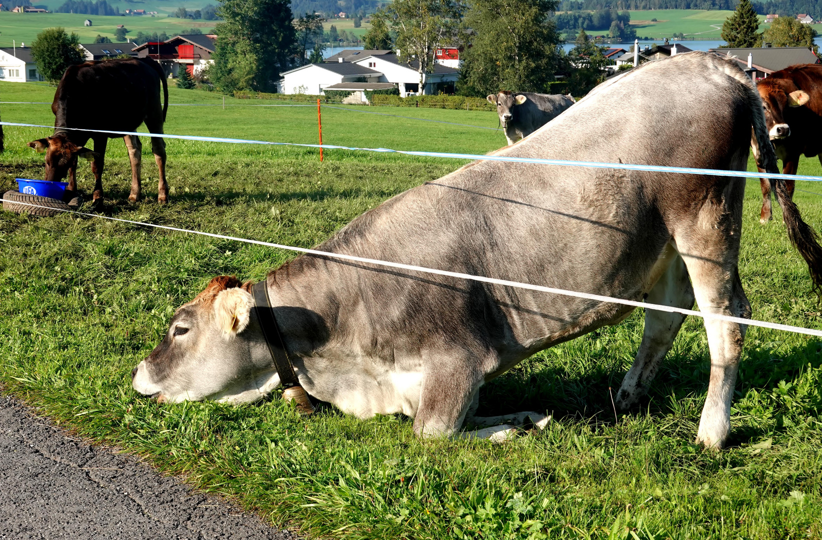 die Früchte in Nachbars Garten.... Foto & Bild | tiere ...