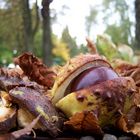 Die Früchte vom Herbst