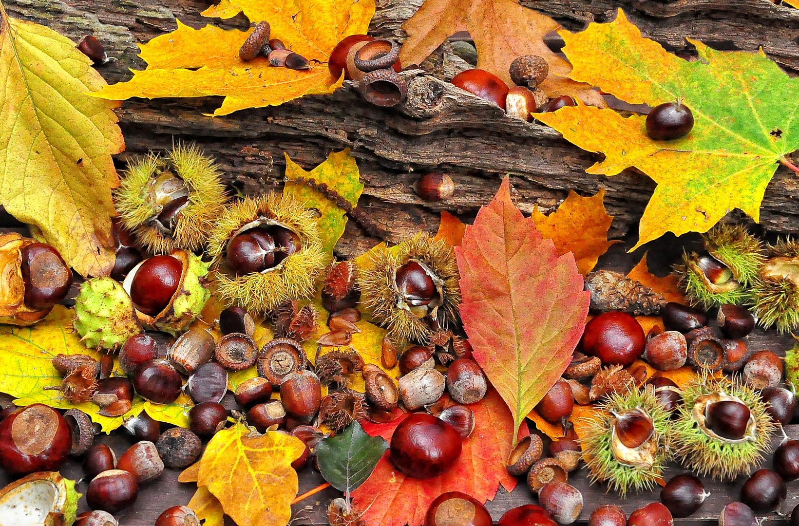 Die Früchten des Herbst..... Foto & Bild natur, herbst, kastanien