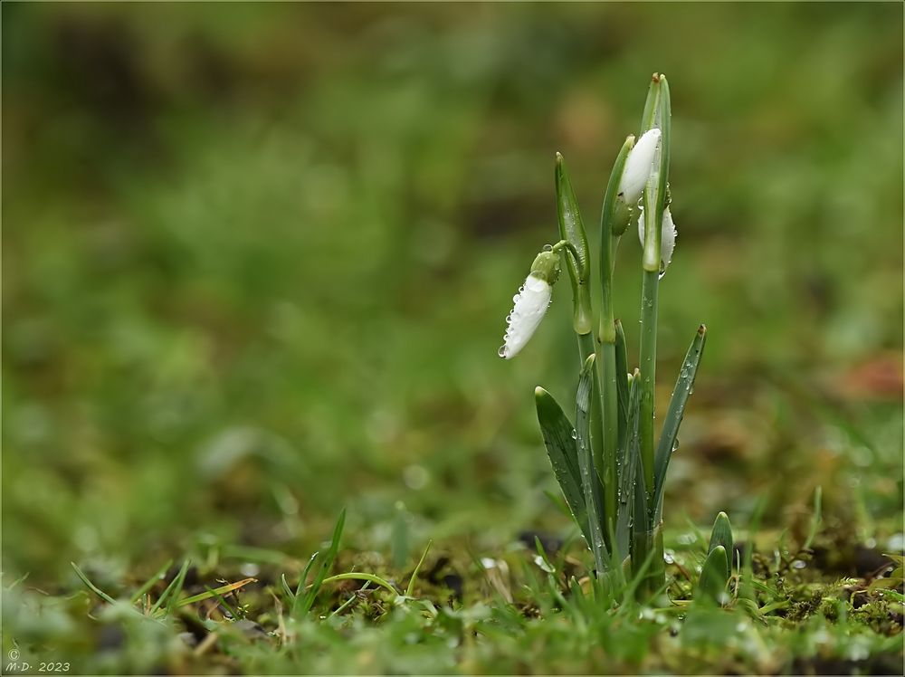 Die Frühblüher ...