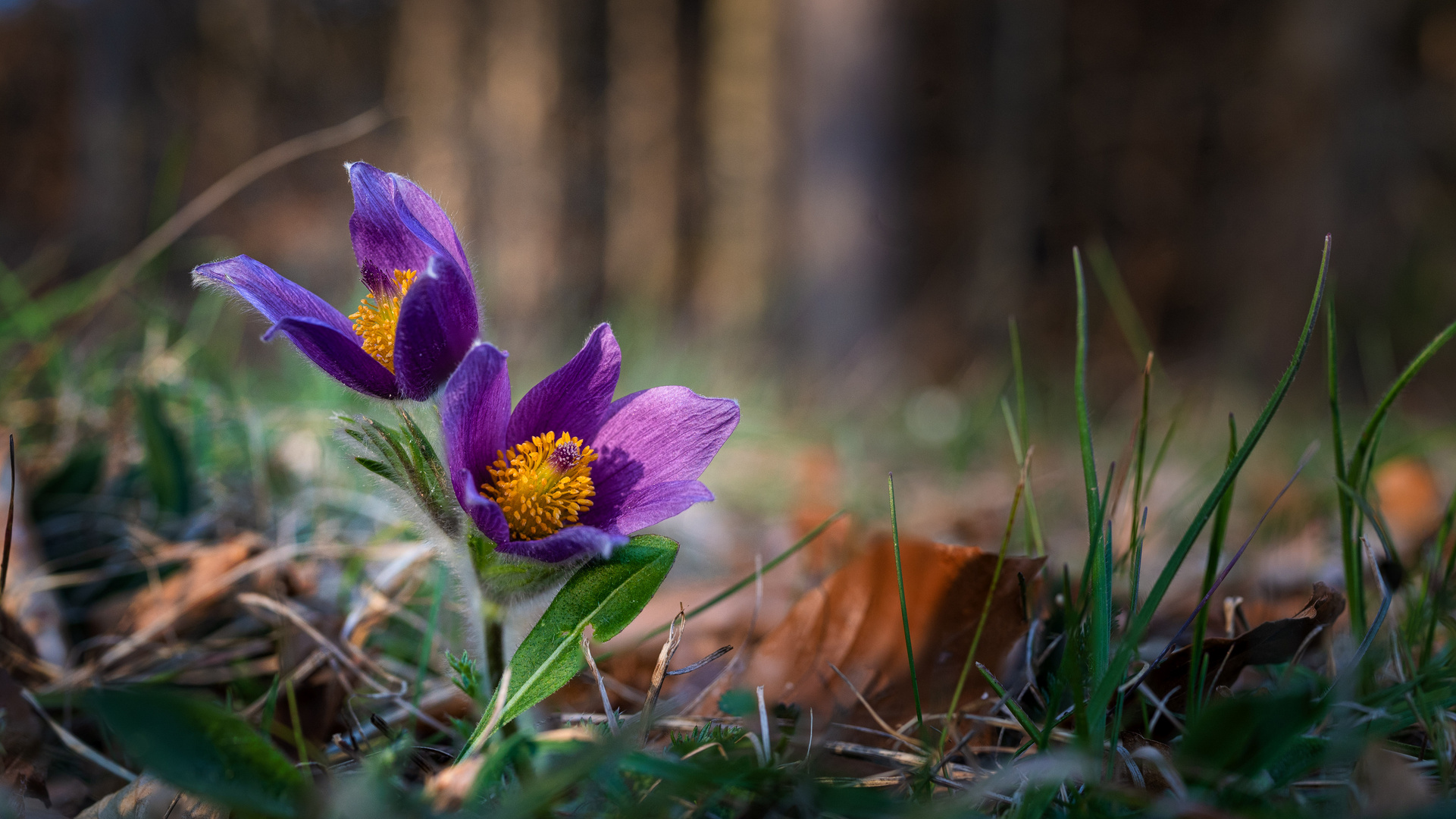 Die Frühblüher sind da