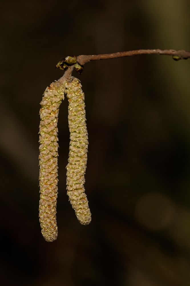 Die Frühblüher zeigen sich als erste Boten des Frühlings