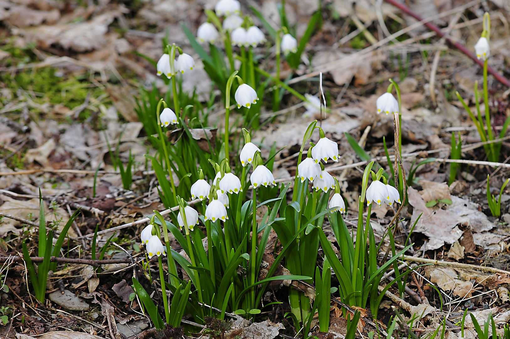 Die Frühblüher zeigten sich 2018 erst zu Ostern: Märzenbecher