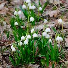 Die Frühblüher zeigten sich 2018 erst zu Ostern: Märzenbecher