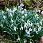 Die Frühblüher zeigten sich 2018 erst zu Ostern: Schneeglöckchen