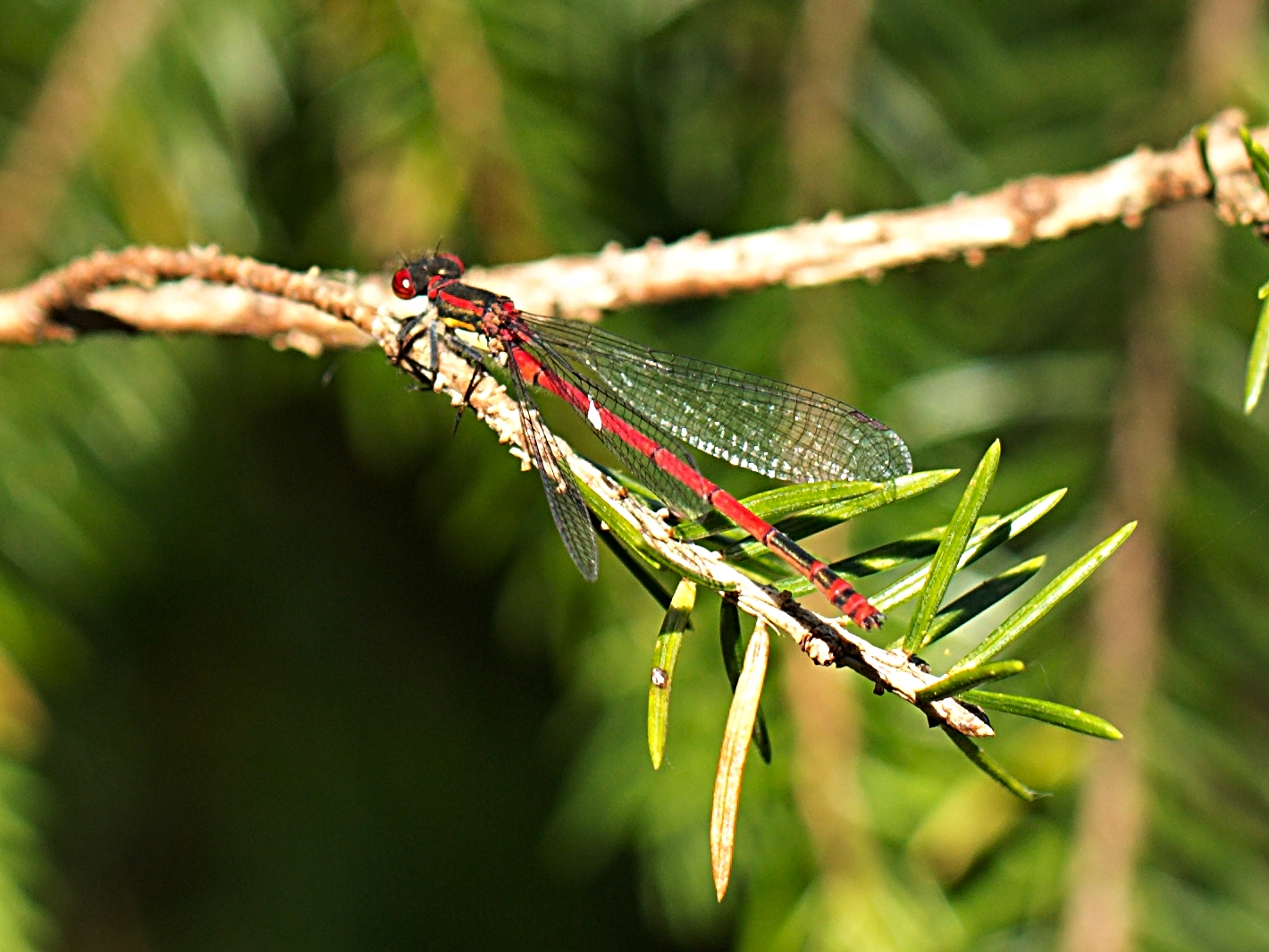 Die Frühe Adonislibelle 2