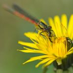 Die Frühe Adonislibelle ..