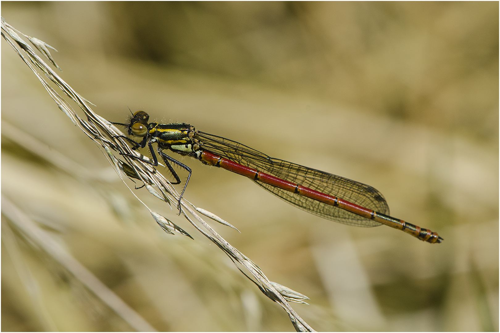 Die Frühe Adonislibelle (Pyrrhosoma nymphula) . . .