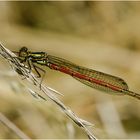 Die Frühe Adonislibelle (Pyrrhosoma nymphula) . . .