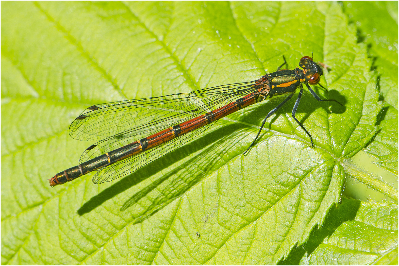 Die Frühe Adonislibelle (Pyrrhosoma nymphula) . . .