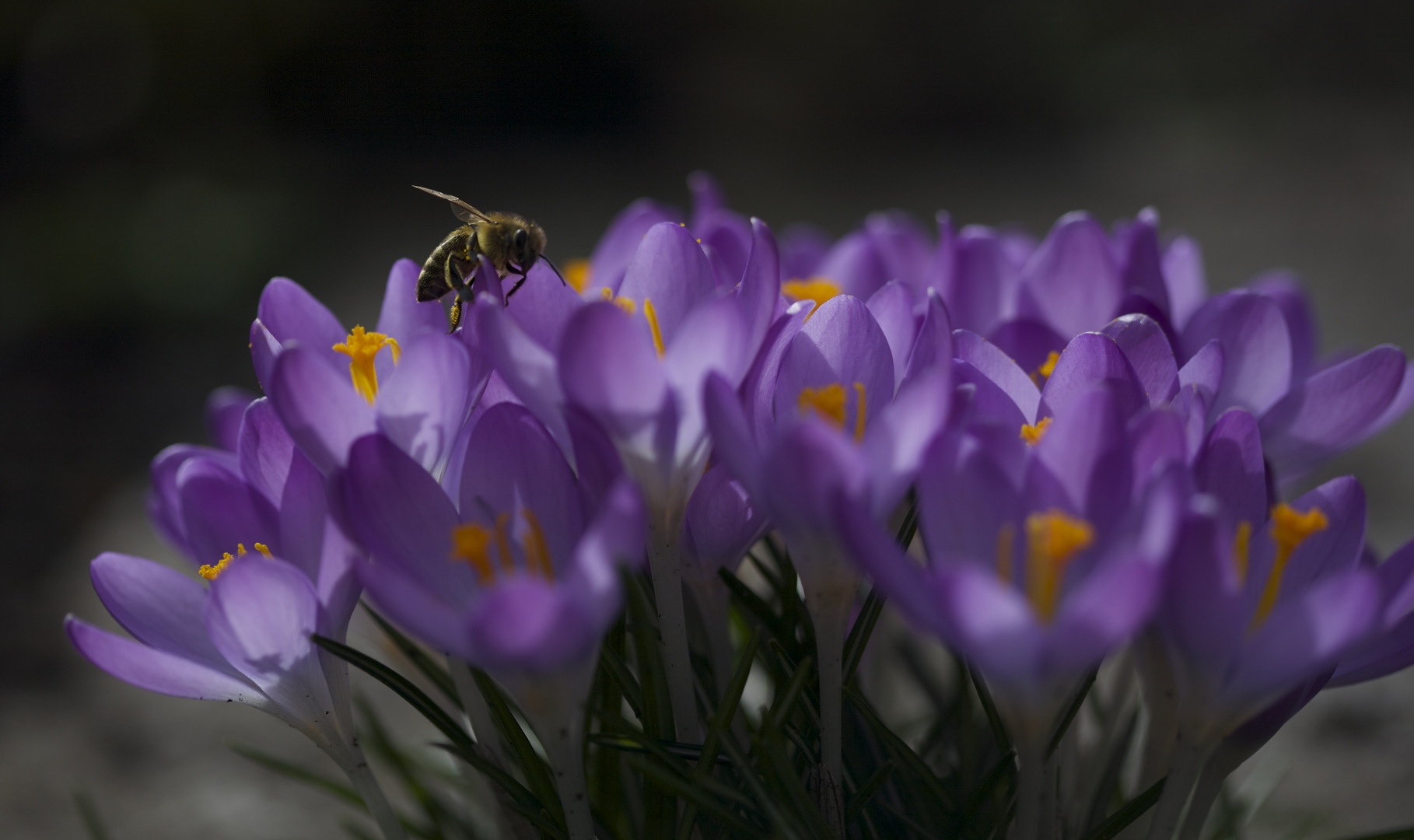 Die frühe Biene