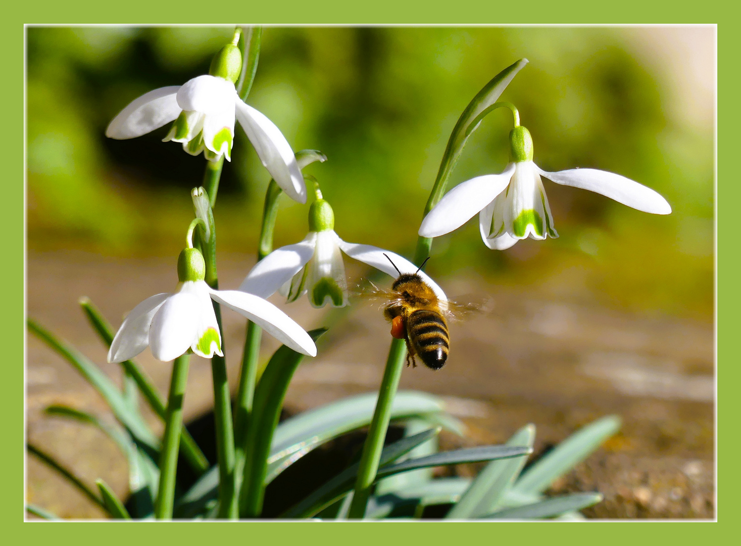 Die frühe Biene freute sich 