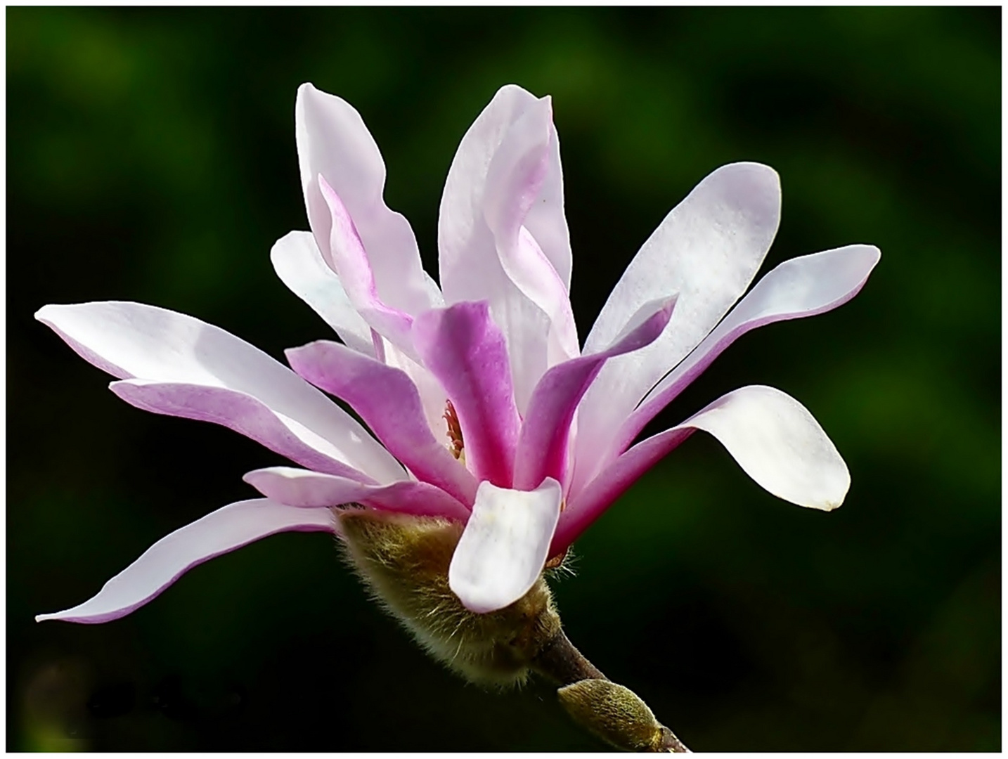 Die frühe Blüte der Sternmagnolie . . .